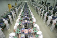 10 tháng đầu năm 2015, kim ngạch xuất khẩu cá tra vào Mỹ đạt khoảng 260 triệu USD, giảm 5%
