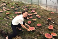 Vũ Hoài Thu bên khu vườn trồng giống nấm linh chi Hàn Quốc