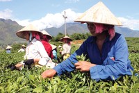 Tổng công ty Chè Việt Nam tổ chức ĐHCĐ lần đầu