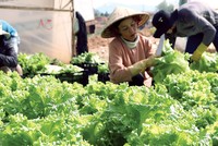 Thu hoạch rau tiêu chuẩn VietGAP tại nông hộ liên kết với Anh Dao Co-op
