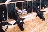 Có nhiều câu hỏi đang cần lời giải đáp xung quanh các hoạt động của HNG 