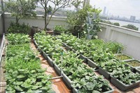 Niềm vui trên sân thượng