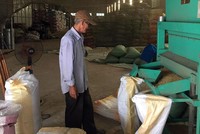 Sản xuất lúa giống hiện là nguồn thu duy nhất để Nông trường Sông Hậu trả lương cơ bản cán bộ công nhân viên duy trì hoạt động cầm chừng chờ chuyển đổi sang công ty TNHH một thành viên.