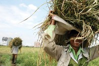 Khu vực nông thôn, nông nghiệp là địa bàn rất cần đến các dịch vụ tài chính vi mô
