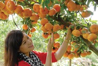 Nông nghiệp, nông thôn được xác định tiếp tục là “cứ điểm” trọng yếu của Agribank
