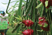 Dự báo sớm kinh tế Việt Nam năm 2016