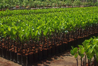 Vi phạm về giống cây trồng, bảo vệ thực vật có thể bị phạt tới 100 triệu đồng