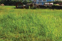 Dự án treo vừa gây lãng phí tài nguyên đất, vừa làm mất mỹ quan đô thị. Ảnh: Lê Toàn