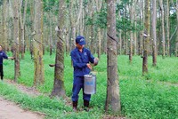 DPR ước đạt 56,8% kế hoạch lợi nhuận năm