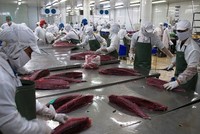EU cảnh báo về cá chết, Vasep khẳng định hải sản xuất khẩu đảm bảo chất lượng