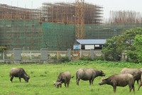 Các chủ đầu tư yếu năng lực tài chính sẽ gặp khó khăn khi Thông tư 06/2016 có hiệu lực. Ảnh: Dũng Minh