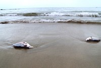 Bộ Tài nguyên và Môi trường chủ động bố trí kinh phí trong dự toán ngân sách được giao hàng năm để hoàn thành các nhiệm vụ (Ảnh minh họa)