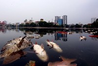 Hồ điều hòa không khí và cảnh quan nội đô Hà Nội bị ô nhiễm nặng. Trong ảnh cá chết nổi trắng hồ Ngọc Khánh