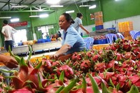 Trái cây ngon không lo Mỹ, EU từ chối 