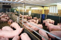 Thanh Hóa sẽ hỗ trợ CTCP Đầu tư và Phát triển chăn nuôi giống Việt Nam 1,97 tỷ đồng xây dựng cơ sở hạ tầng