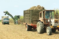 SCIC chào bán cổ phần Mía đường Thanh Hóa với giá khởi điểm 632.000 đồng/CP