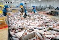 VASEP phát cảnh báo sau việc một số doanh nghiệp thủy sản bị lừa đảo