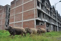 Vẫn còn nhiều “cô bé quàng khăn đỏ” trên thị trường địa ốc