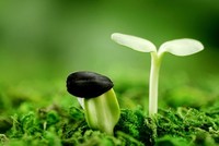 Sẽ có trái phiếu riêng cho các dự án xanh 