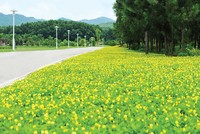 Phân khúc nhà ở có mức giá phù hợp sẽ giúp thị trường khởi sắc