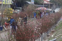 Vào những ngày giáp Tết, người dân đổ xô ra các chợ hoa để mua sắm. Ảnh: Tuyết Mai.