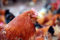 Gà Tiên Yên độc đáo vì con mái có phần lông dày dưới cổ nhìn như chùm râu
