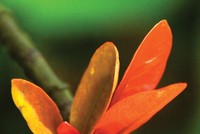 Cầu an đầu năm