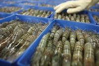 Tuyên chiến với hành vi bơm tạp chất vào tôm