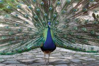 Giấc mơ khổng tước