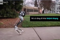 Cassie - robot 2 chân có thể tự cân bằng