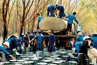 Tập đoàn Cao su dự kiến IPO trong tháng 7