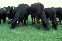 Quảng Bình: Tạo điều kiện để nhà đầu tư Nhật Bản thực hiện dự án nuôi bò Kobe 