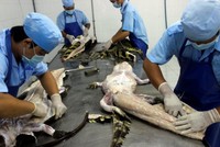 Tại một cơ sở chế biến cá sấu