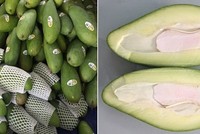 Xoài đủ tiêu chuẩn chất lượng xuất khẩu được lựa chọn để chiếu xạ tại Trung tâm Chiếu xạ Hà Nội.