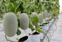 Ngành nông nghiệp tự tin với mục tiêu xuất khẩu 55 tỷ USD