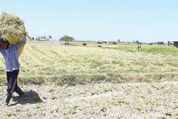 Bảo hiểm nông nghiệp nhìn chung có mức độ rủi ro cao