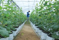 Nông nghiệp đang là lĩnh vực còn nhiều dư địa tăng trưởng