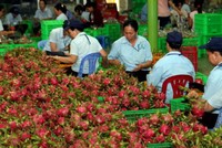 Giải cứu nông sản, Bộ trưởng Nông nghiệp sẽ nói gì?