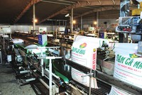 Dây chuyền đóng bao tự động tại Nhà máy Đạm Cà Mau