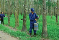 TRC ước lãi hơn 71 tỷ đồng trong 6 tháng