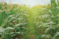 NDF phấn đấu hoàn thành kế hoạch kinh doanh cả năm trước 30/10