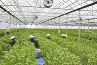 Trang trại trồng lá tía tô xuất khẩu của Công ty cổ phần May Hồ Gươm. Ảnh: Anh Tú.