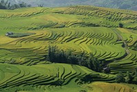 Vẻ đẹp của ruộng bậc thang Y Tý.