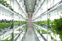 Nhà máy trồng rau không cần mặt trời, tiết kiệm 95% nước, năng suất gấp 100 lần trang trại khác