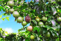 HNG: Niềm tin “cây trái đơm bông” có thành hiện thực?