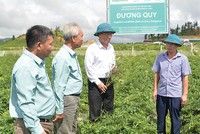 Vùng trồng dược liệu sạch của Traphaco