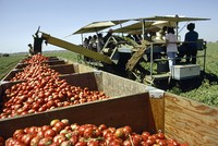 Cỗ máy tự động loại bỏ cà chua xanh khi thu hoạch