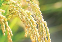 Hơn 100 công ty đã về đích sớm