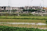  Đất nền Phủ Lý đang thu hút sự quan tâm của nhiều nhà đầu tư. Ảnh: Nguyễn Thành