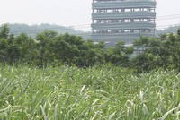 Nhiều doanh nghiệp mía đường chưa có công nghệ chế biến tinh luyện, thu hoạch bằng máy móc hiện đại, tự động...